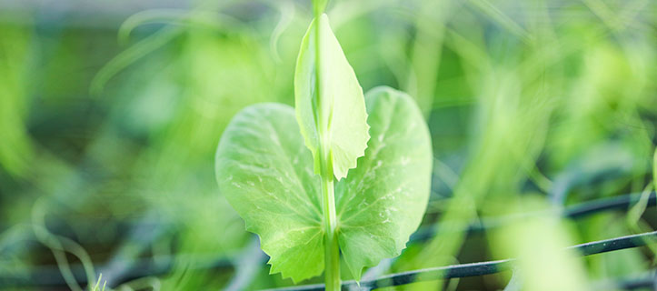 Blad av en ärtplanta i ett ärtfält, Findus Foodservices